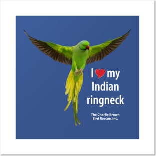 CB Indian Ringneck Parakeet Posters and Art